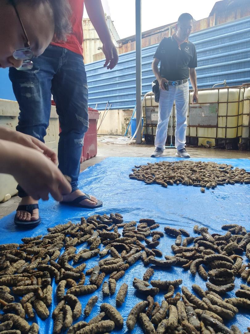 海参品质处理过程