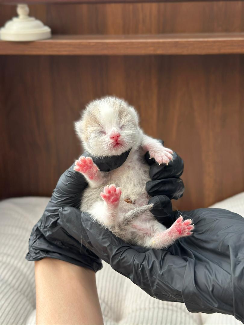 Just Cat City 猫咪展示