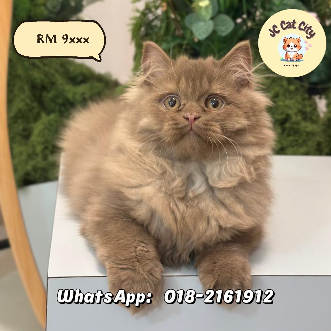 布偶猫 Ragdoll
