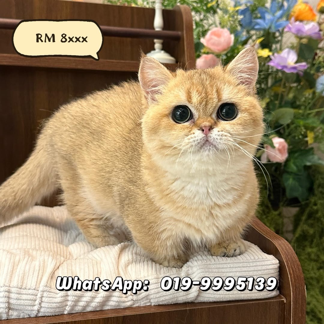 英国短毛猫 British Shorthair