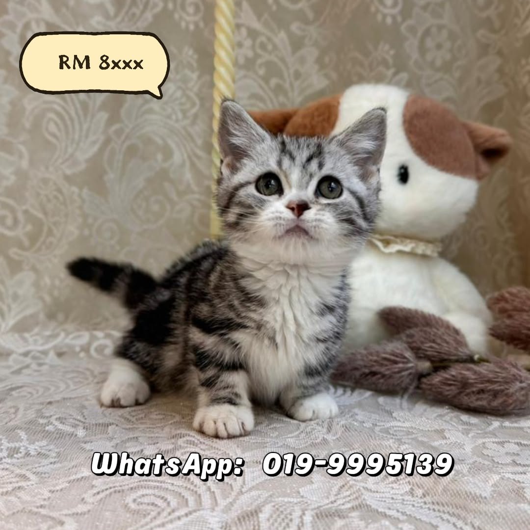 波斯猫 Persian