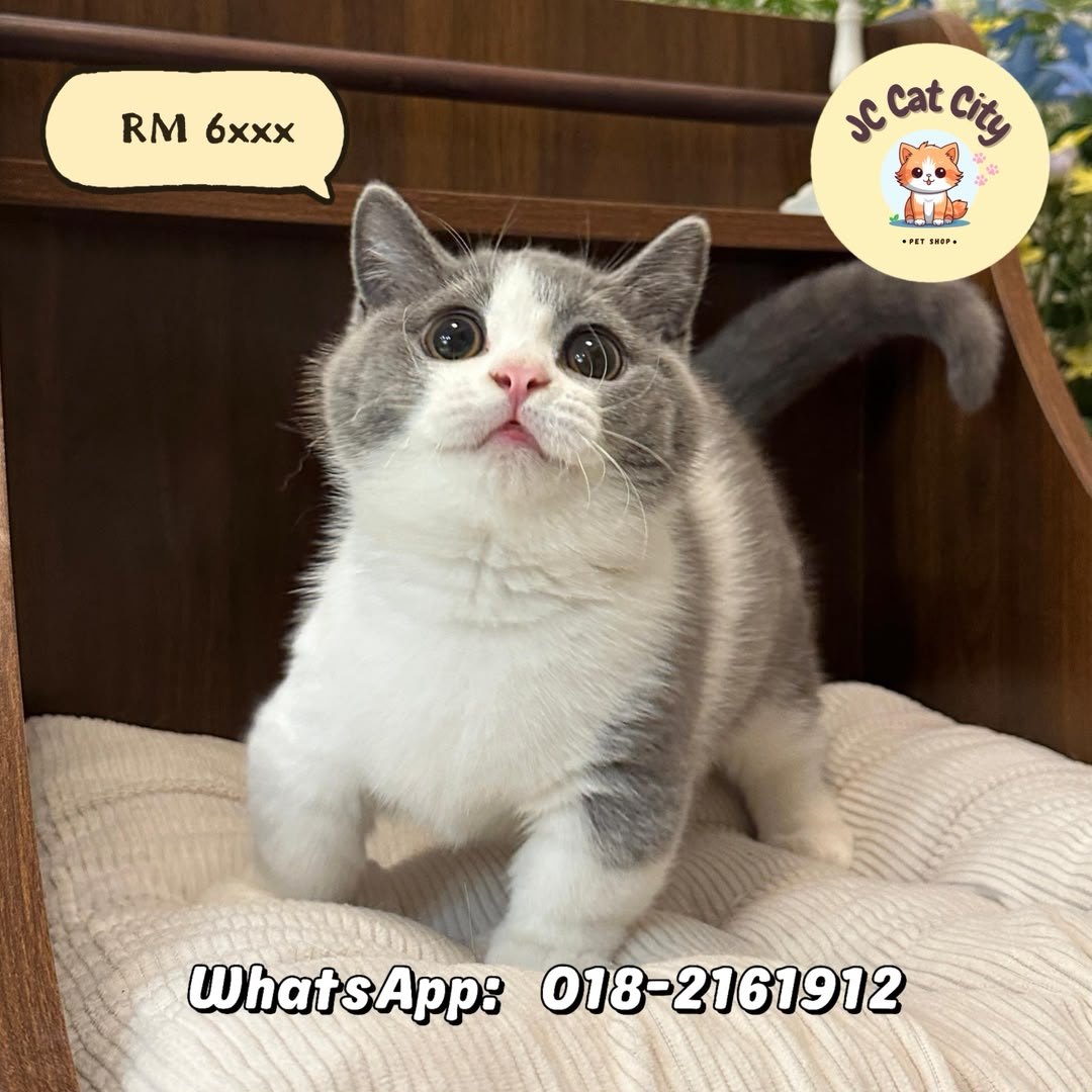 苏格兰折耳猫 Scottish Fold