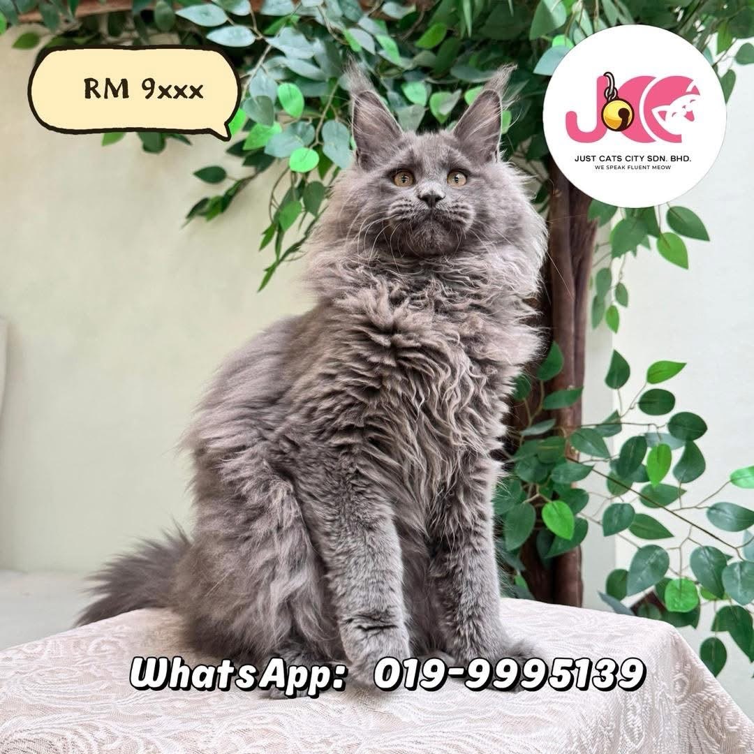 缅因猫 Maine Coon