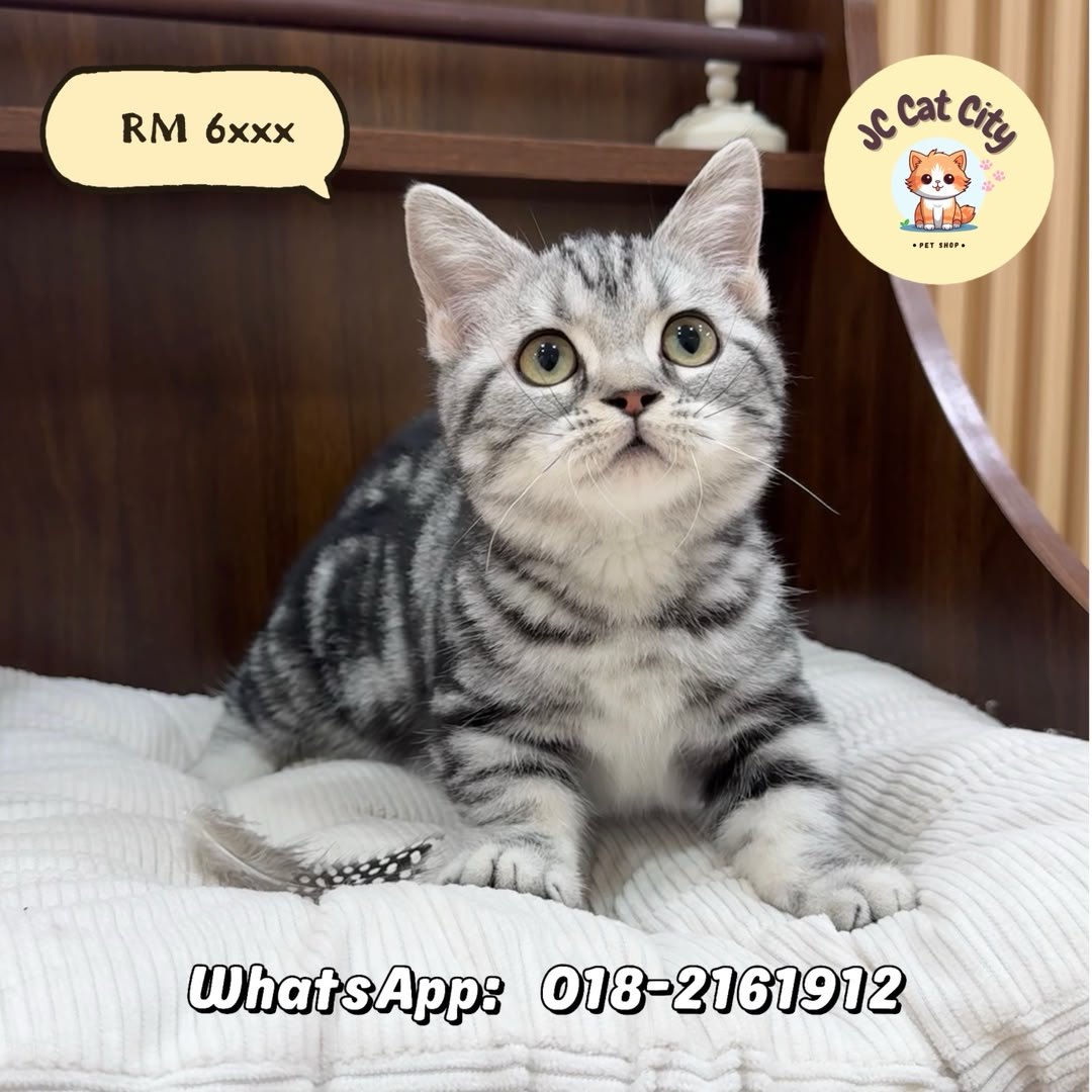 美国短毛猫 American Shorthair